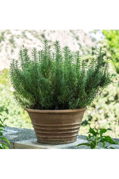 Розмарин лікарський Корсикан Блю – компактний кущ в горщику